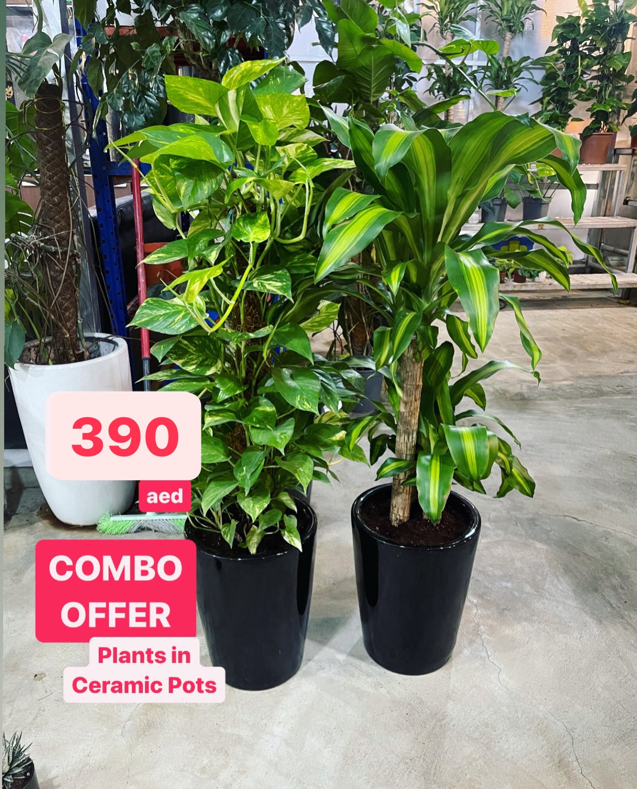 2pcs Potted Money plant(Large) & Dracaena Massangena in CERAMIC Pot