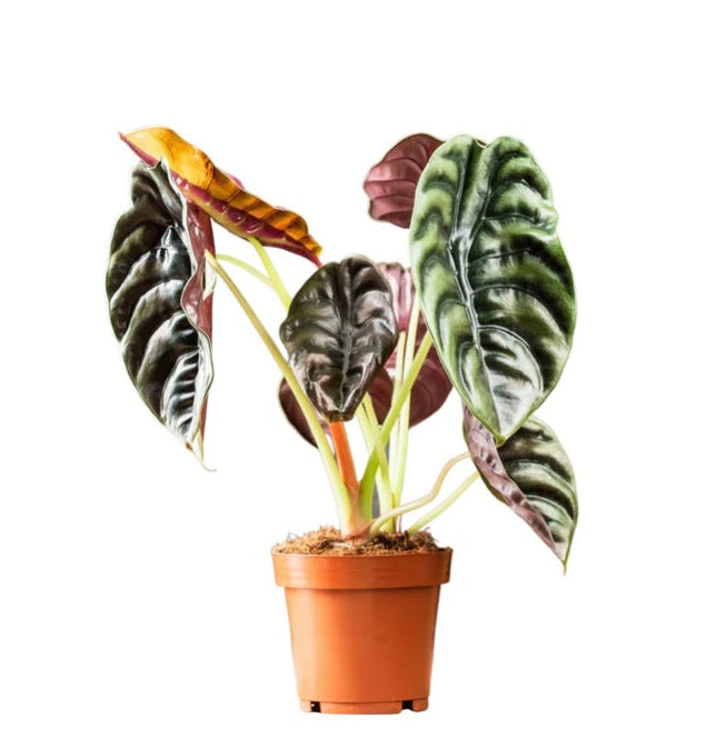 Alocasia 'Red Secret' (Elephant's Ear)