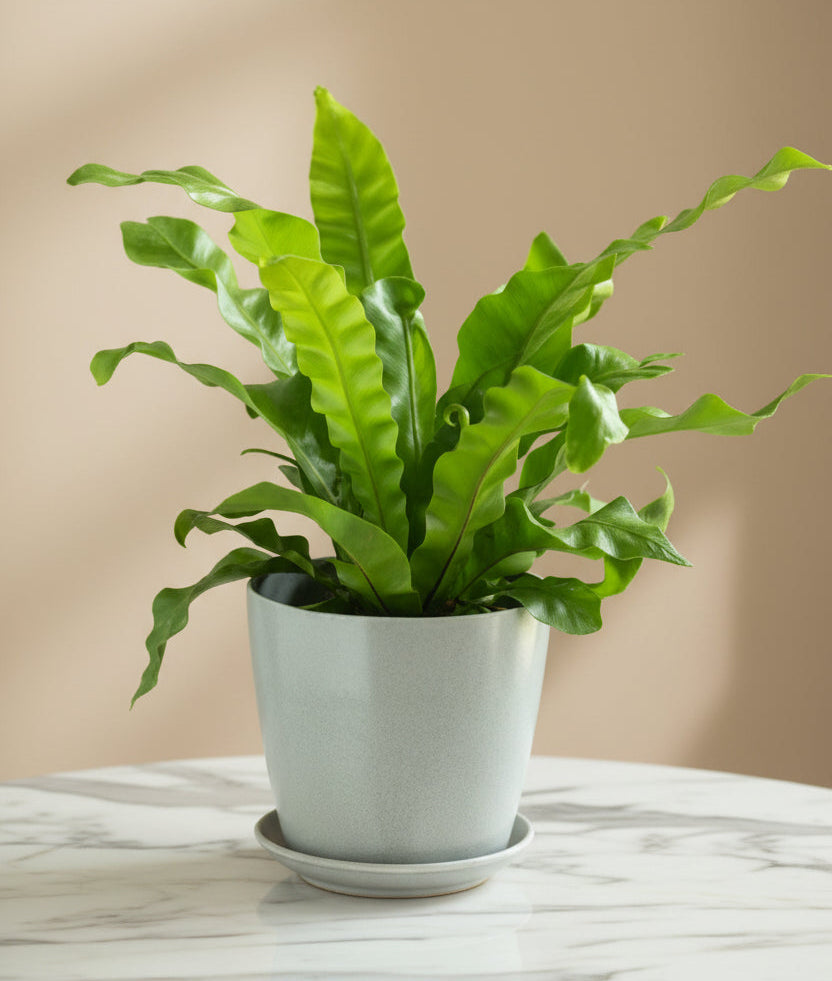 Birds Nest Fern 30cm - 40cm