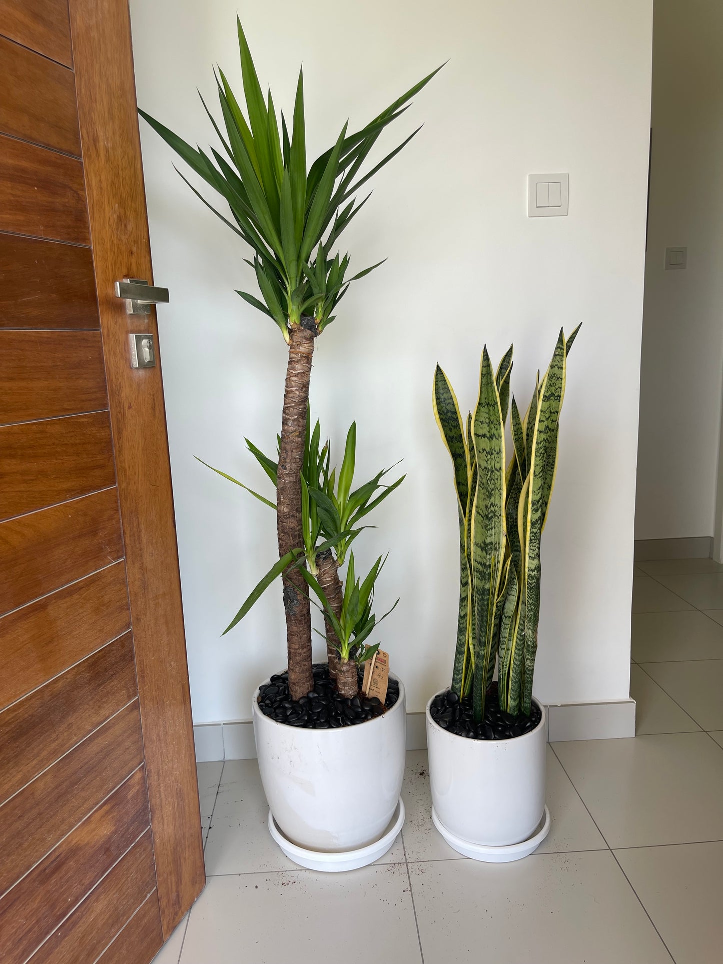 2pcs Potted Plants Combo: Yucca + Snake Plant in Ceramic Pots