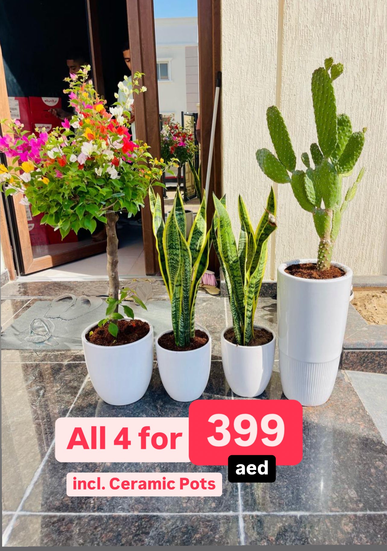 COMBO: 4 Outdoor Plants in CERAMIC Pots