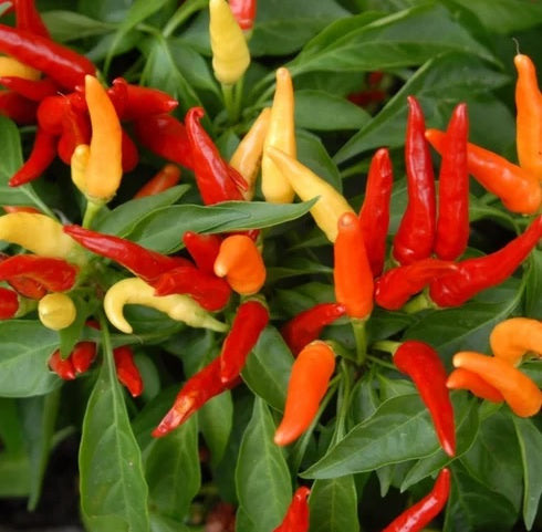 Capsicum Annuum