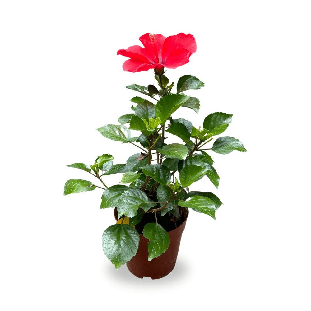 Chinese Hibiscus 80cm - 100cm Hibiscus Rosa-Sinensis