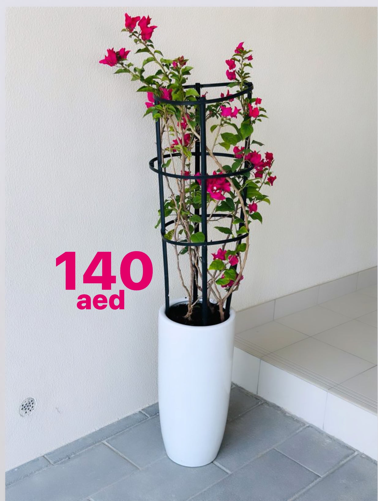 Potted Bougainvillea 1.3mtr overall in CERAMIC Pot