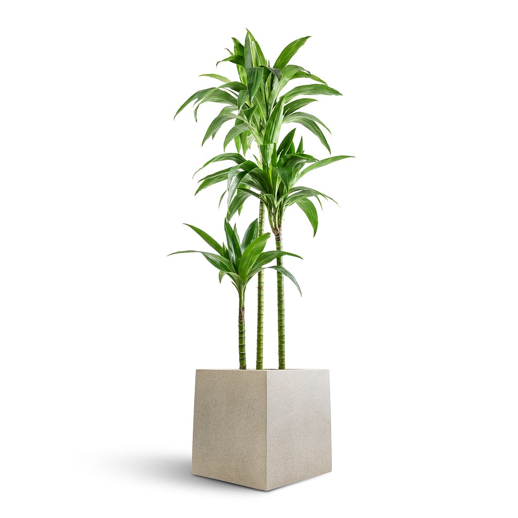 Dracaena Janet Craig 100cm-120cm | indoor plant | Dracaena Fragrans | Best Online Plant Shop | PlantMartUAE.com
