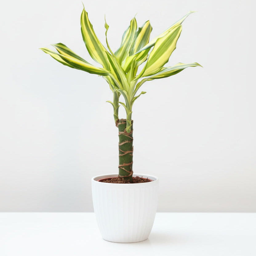 Dracaena Yellow Coast Small