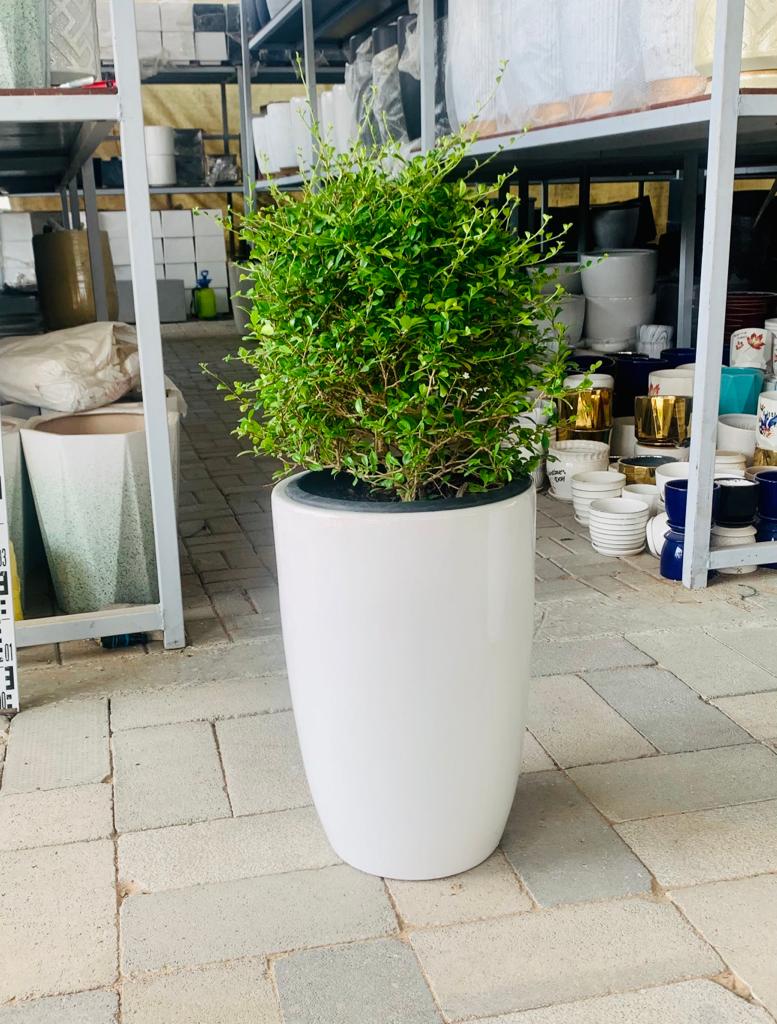 Ehretia Ball in CERAMIC Pot - Ehretia Microphylla| Shaped Outdoor Plants | 20cm - 30cm / Single - PlantmartUAE.com