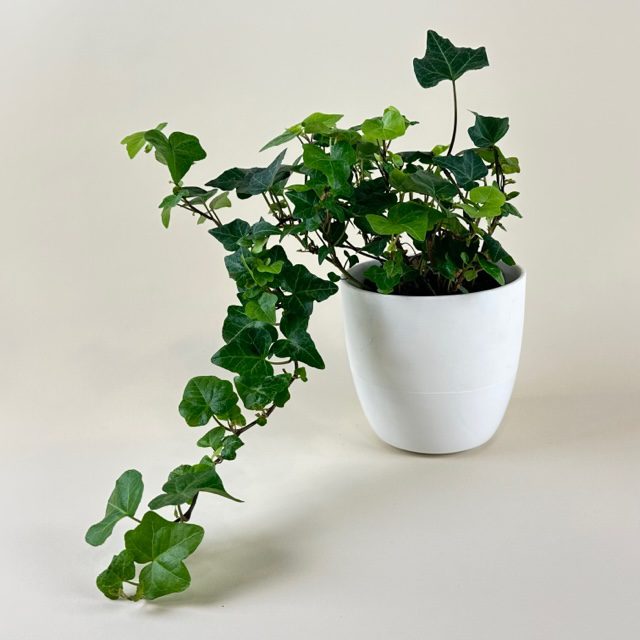 English Ivy 30cm-40cm | indoor plant | Hedera helix green | Best Online Plant Shop