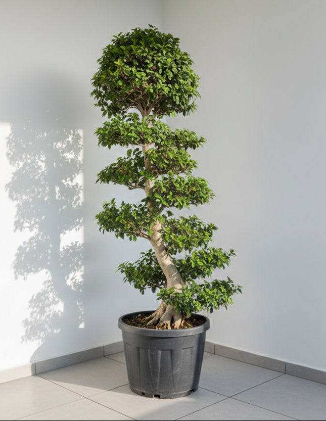 Ficus Bonsai XXXL 2 mtr - 2.2 mtr