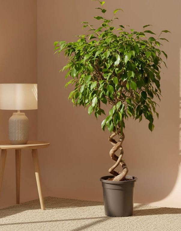 Ficus Benjamina Exotica 1 mtr - 1.2 mtr - Double Spiral