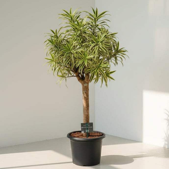 Giant Song of India 1.2 mtr