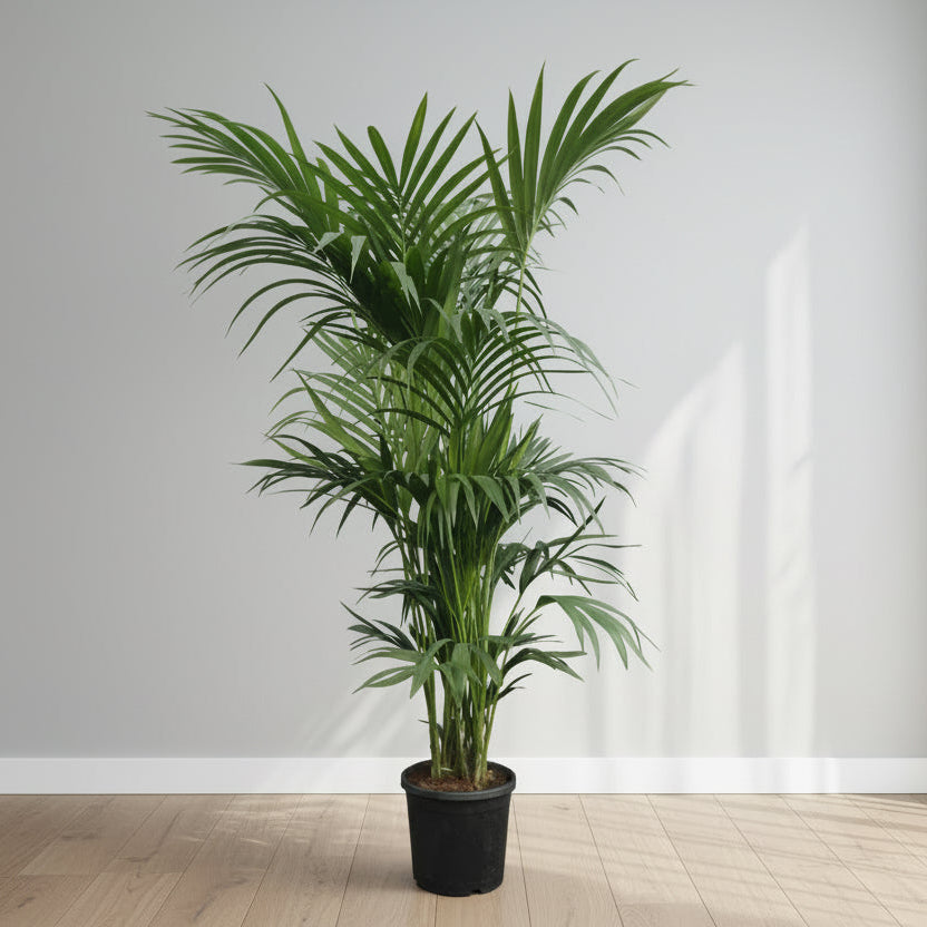 Giant Kentia Palm Holland
