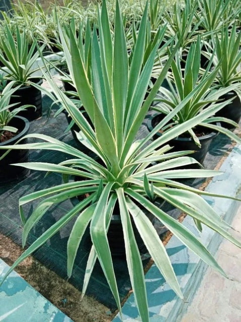Giant Cabuya , Furcraea Foetida 40cm - 50cm