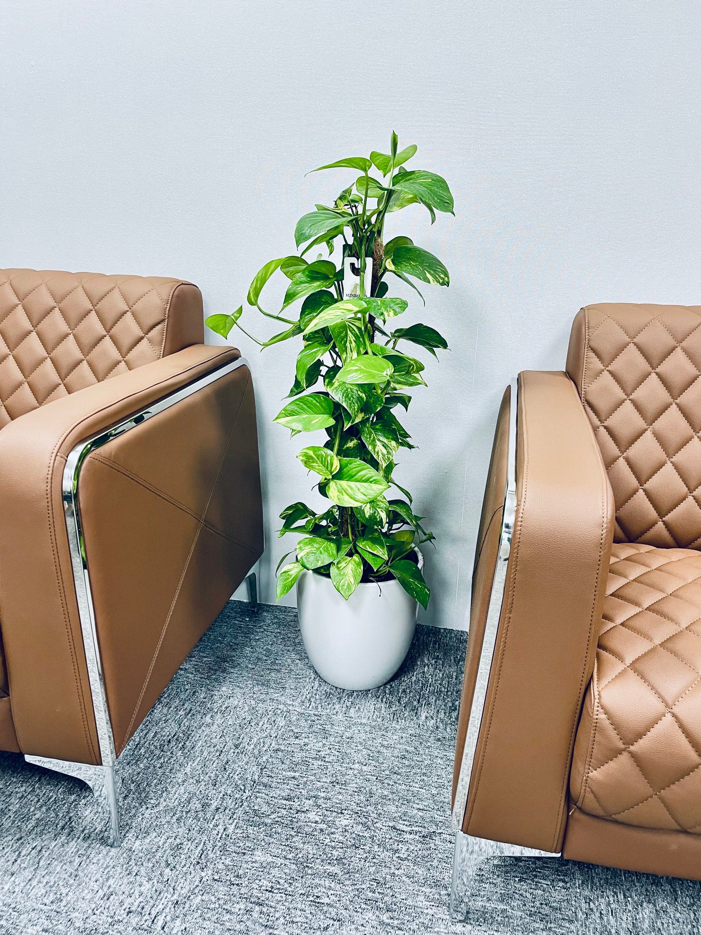 POTTED Money Plant Holland 1mtr-1.1mtr in Ceramic Pot