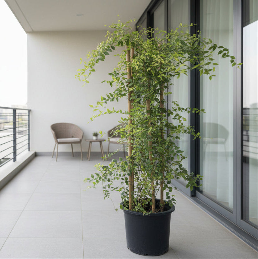 Jasminum Nitidum Tall 160cm - 170cm