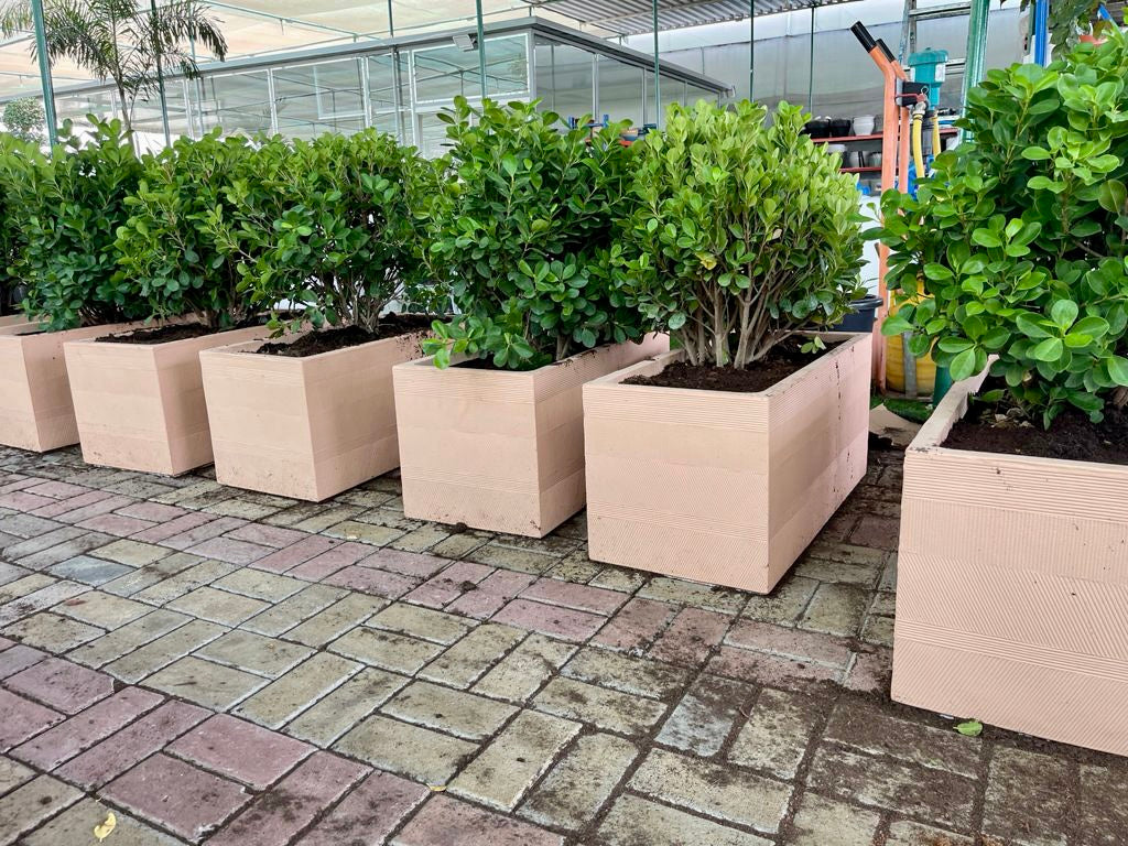 2 Ficus Panda Ball in Box Fiber Clay Pot - PlantmartUAE.com