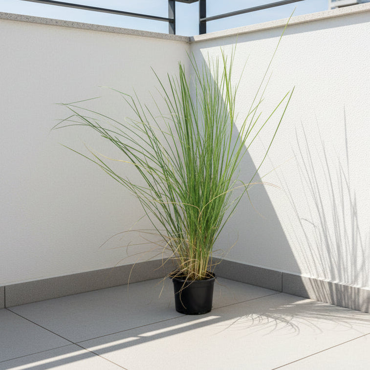 Pennisetum Grass / Pennisetum Setaceum