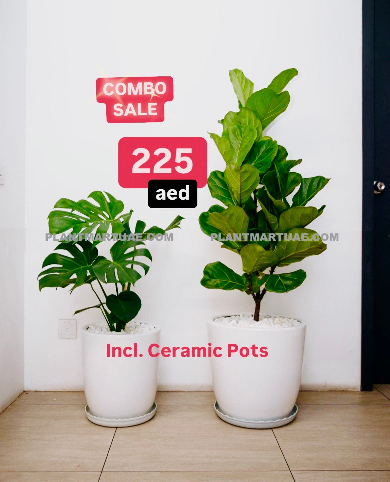 Potted 2Pcs Combo: Fiddle + Monstera in Ceramic Pots