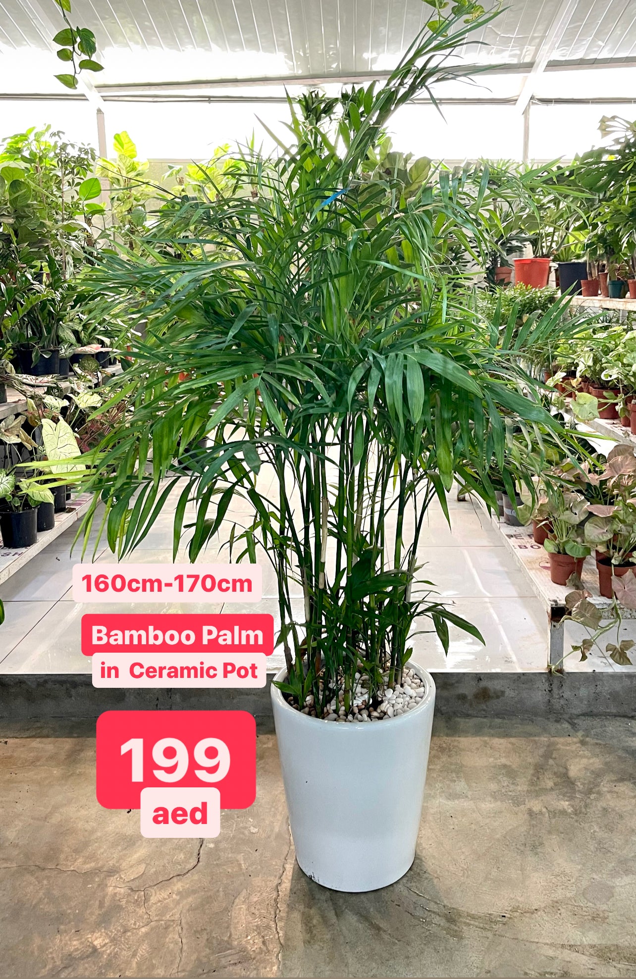 Potted Bamboo Palm SALE 1.4mtr-1.6mtr