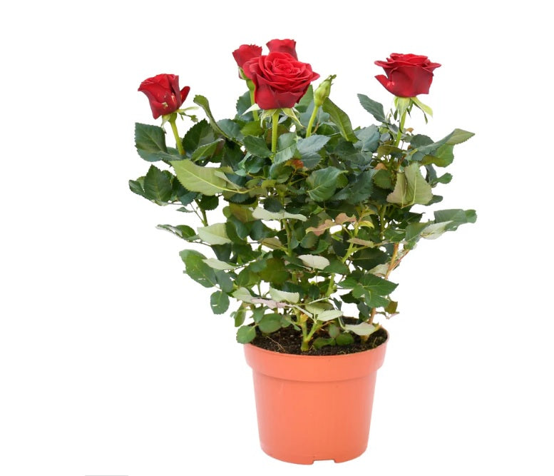 Rose Pakistan Outdoor / Rosa