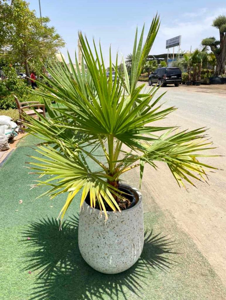 Washingtonia Large in CERAMIC Pot - PlantmartUAE.com