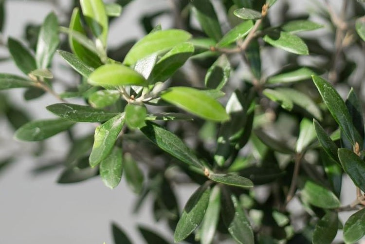Olive Tree Indoor 1mtr-1.1mtr