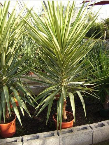 Yucca Jewel Variegated 60cm - 80cm - PlantmartUAE.com