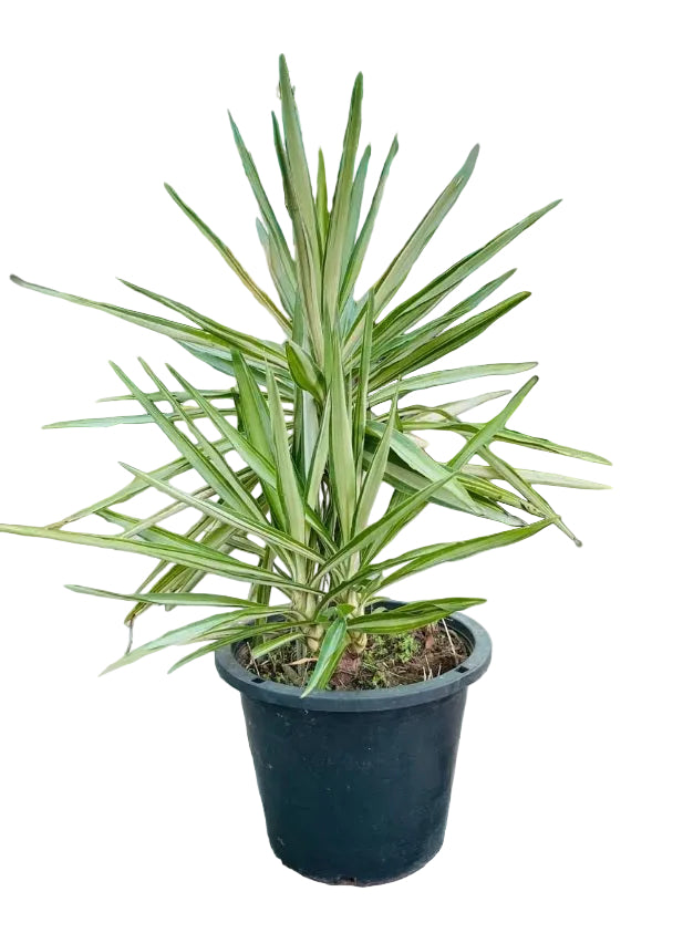 Yucca Silver Star 40cm - 50cm