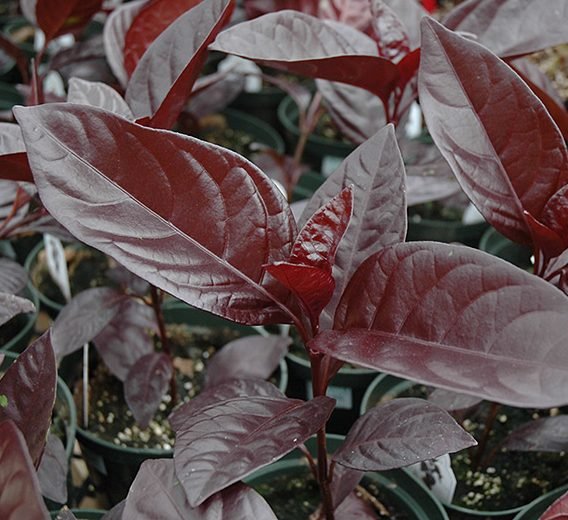 Black varnish Tricolor