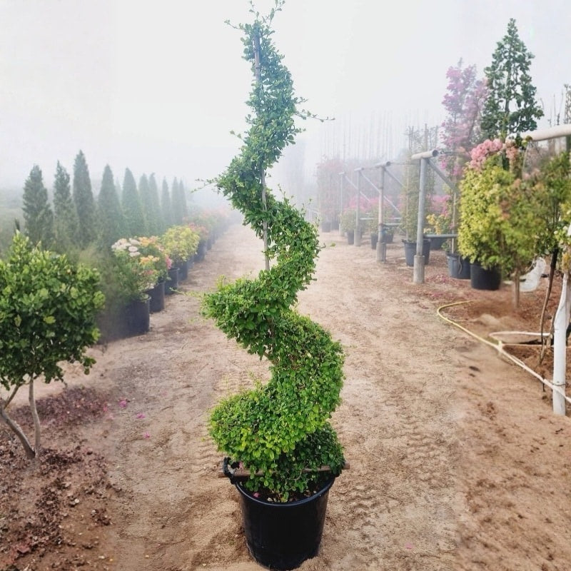 Ethretia spriral shape Outdoor Plant
