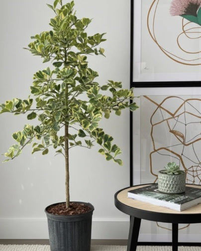 Ficus triangularis veriegated 40cm