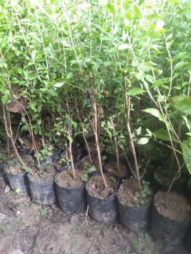 Henna Plant - 0.8 to 1.0m Tall - Natural Mehendi Dye