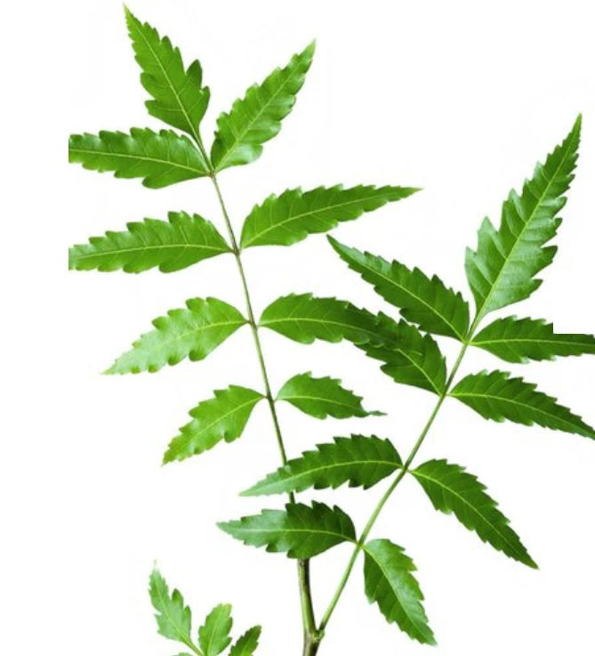Neem Tree (Azadirachta Indica)