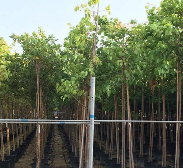 Ficus Religiosa "Sacred Fig Tree" 2.2mtr - 2.4mtr