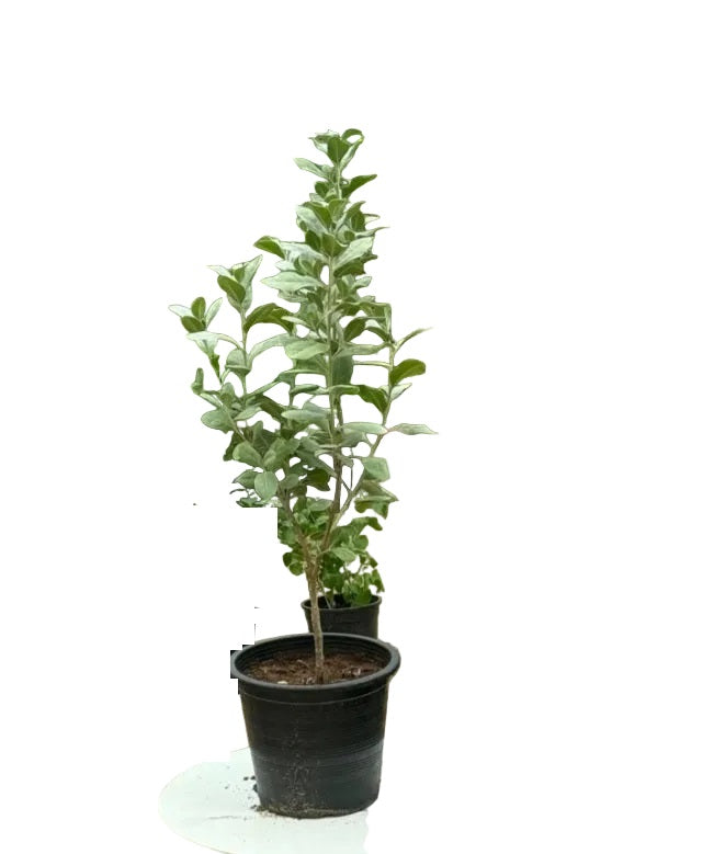 Silver Damas Outdoor Plant