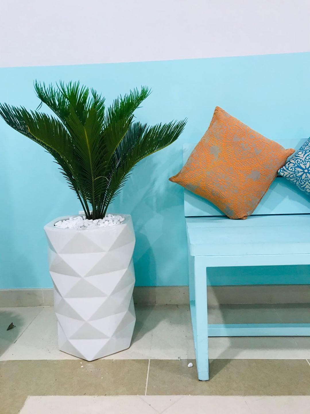 Sago Plam / Cyces Palm- Ceramic pot Large - PlantmartUAE.com