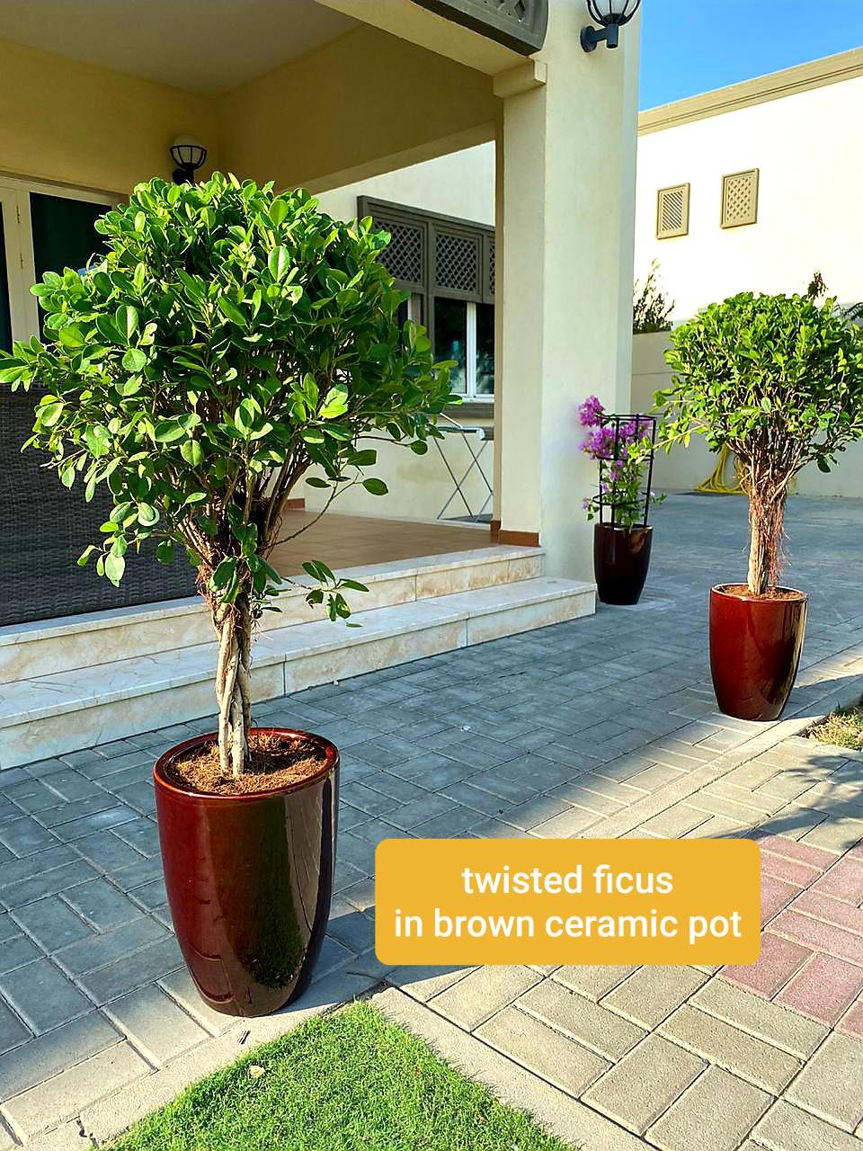 Twisted Ficus panda/Retusa with ceramic pot 150cm-160cm - PlantmartUAE.com