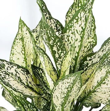 Aglaonema snow white/Nursery pot 20-30cm - PlantmartUAE.com