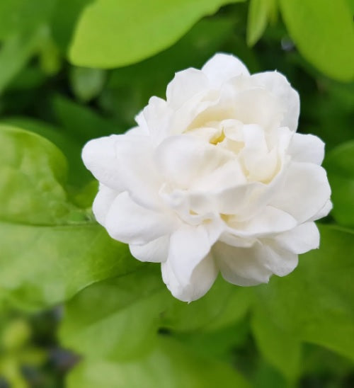 Arabian Jasmine 20-30 cm - PlantmartUAE.com