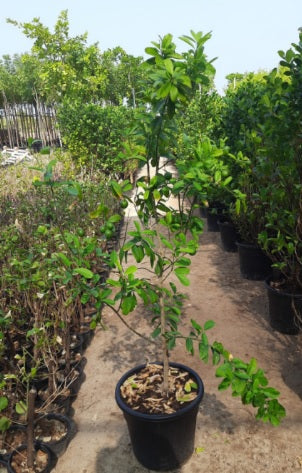 Lime 1.0m - 1.5m Ht - PlantmartUAE.com