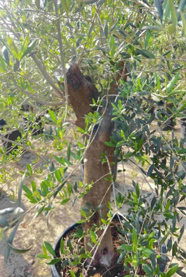 Olea Europa 'Olive Tree' Thick Trunk1.8Mtr - 2Mtr - PlantmartUAE.com