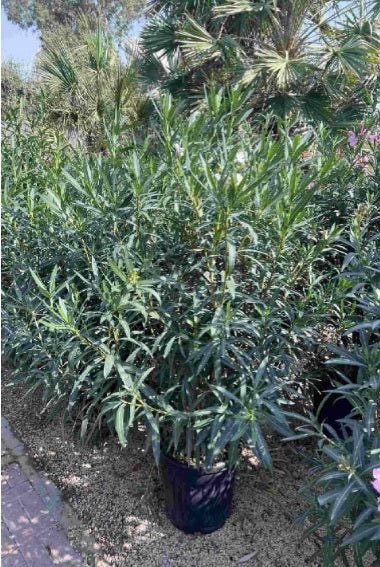 Oleander Bushy 150cm - 170cm - PlantmartUAE.com