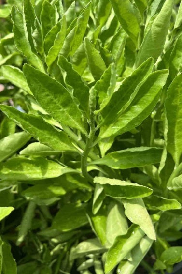 Pedilanthus Tithymaloides 40cm - 50cm - PlantmartUAE.com