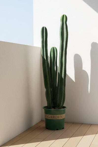 Peruvian Apple Cactus 150cm - 180cm - PlantmartUAE.com