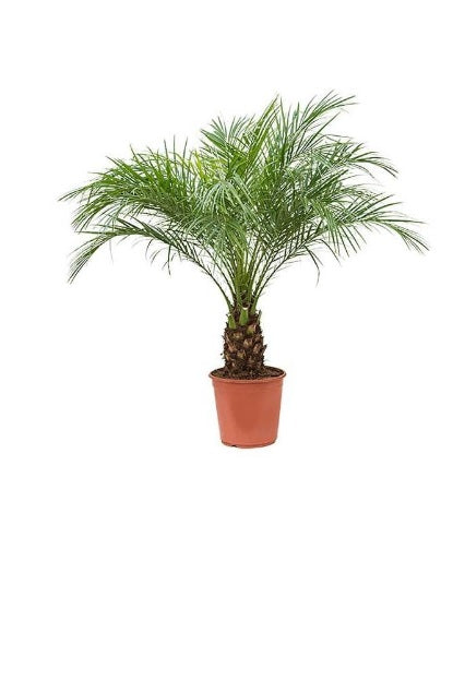 Phoenix Roebelenii 60cm - 80cm - PlantmartUAE.com