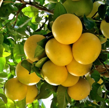 Pomelo Tree ,150cm - 180cm - PlantmartUAE.com