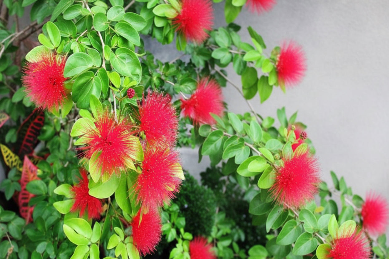 Red Powder Puff 70cm - 80cm - PlantmartUAE.com