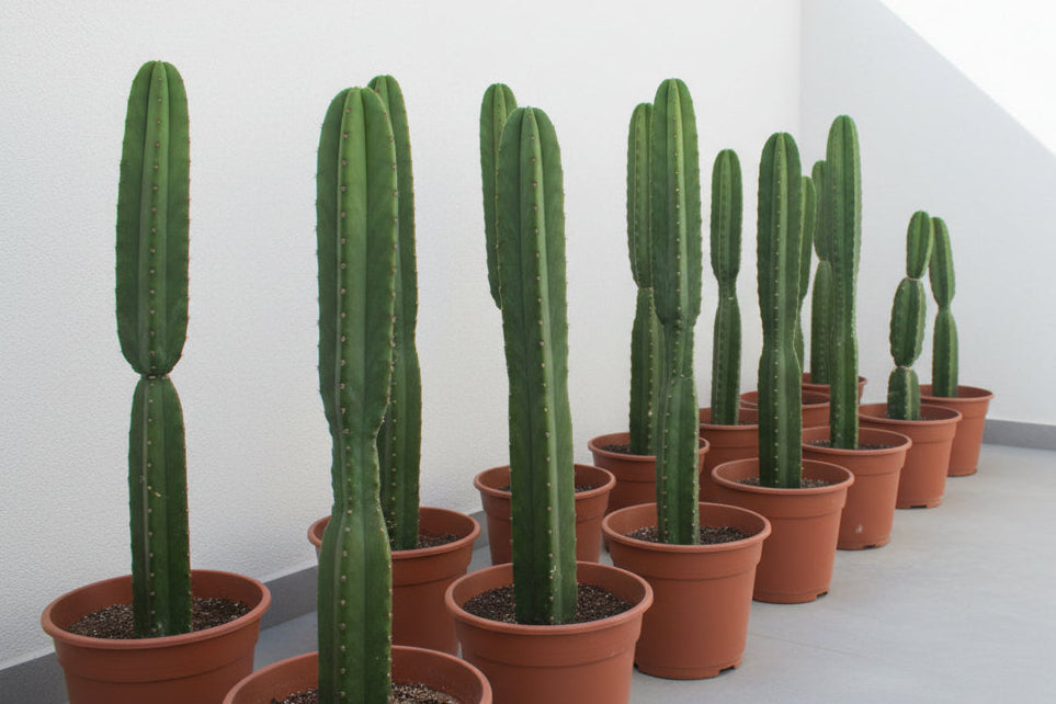 Saguaro Cactus 40cm - 60cm - PlantmartUAE.com