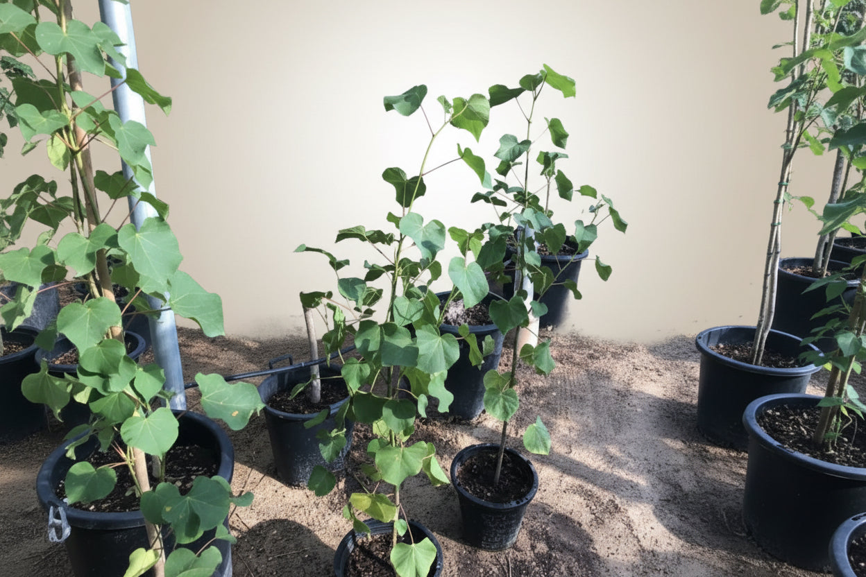 Sea Hibiscus 80cm - 100cm - PlantmartUAE.com