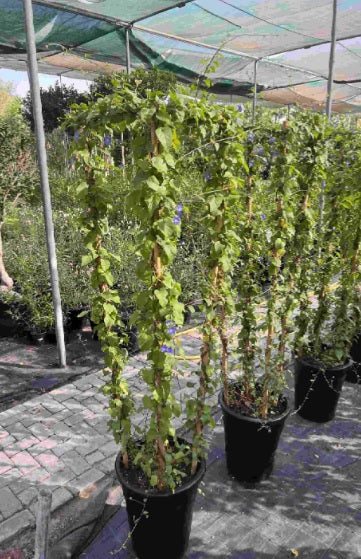 Sky Blue Cluster Vine 150-170cm - PlantmartUAE.com